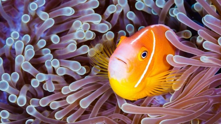 ¿De qué color son corales en peligro de extinción?